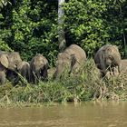 Am Ufer des Kinabatangan