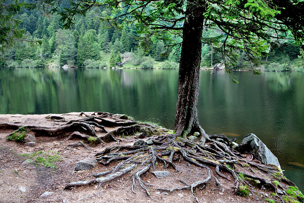 am Ufer des Lac Forlet / Vogesen