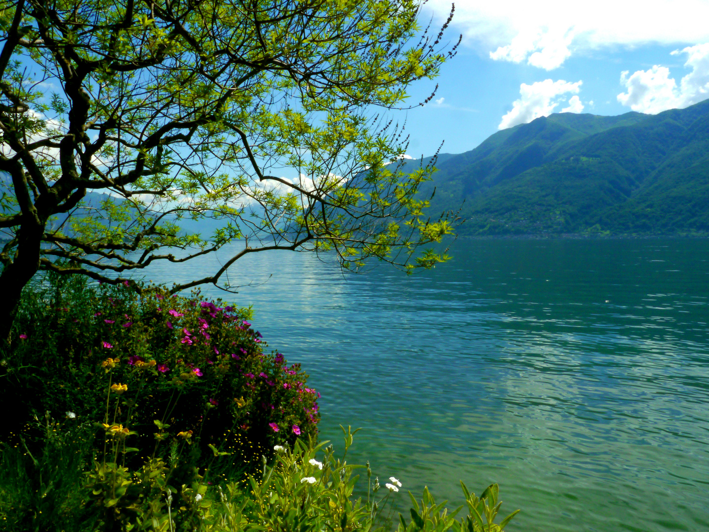 Am Ufer des Lago Maggiore