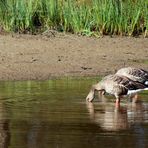 am Ufer des Moorsees