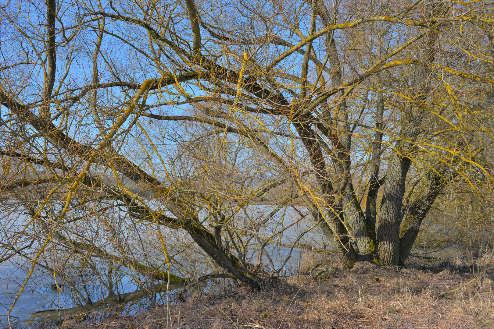 am Ufer des Sees (en la orilla del lago)