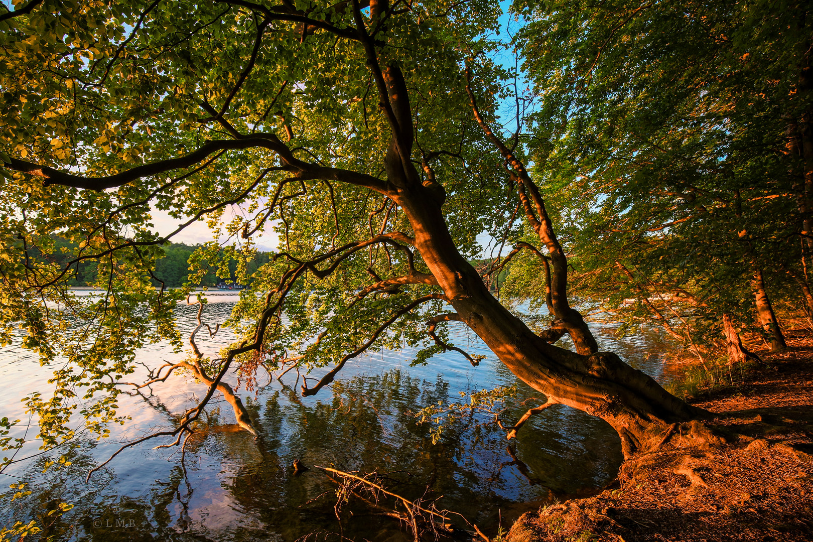 Am Ufer des Stechlin