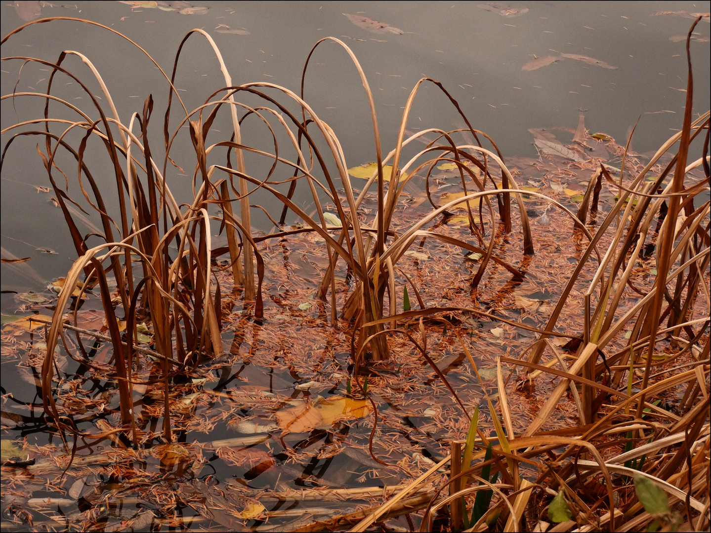 Am Ufer des Teiches Foto & Bild natur, landschaft, teich gräser