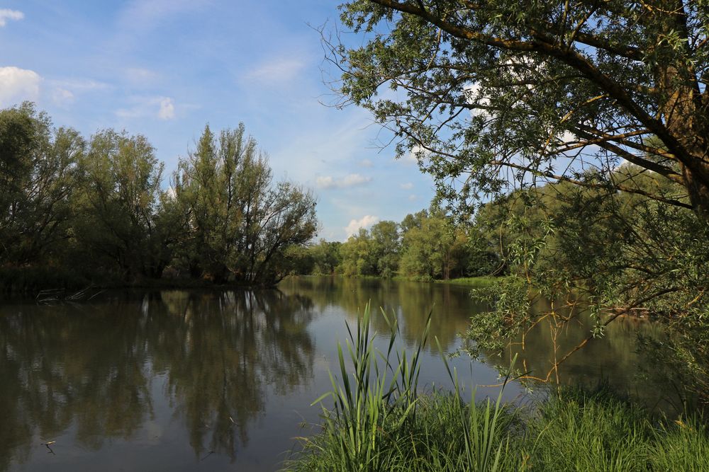 Am Ufer des Teiches Foto & Bild landschaften, wasser, bäume Bilder