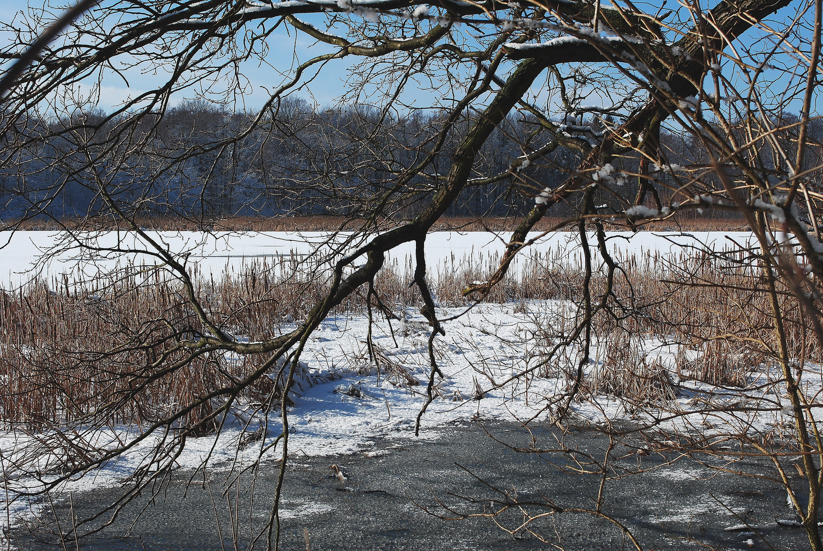 am Ufer eines Waldsees in der schon wärmenden Februarsonne