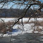 am Ufer eines Waldsees in der schon wärmenden Februarsonne