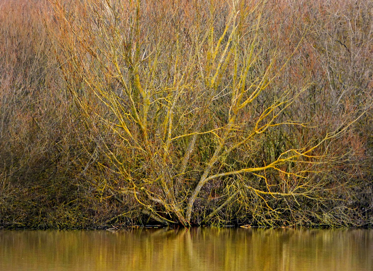 Am Ufer im März