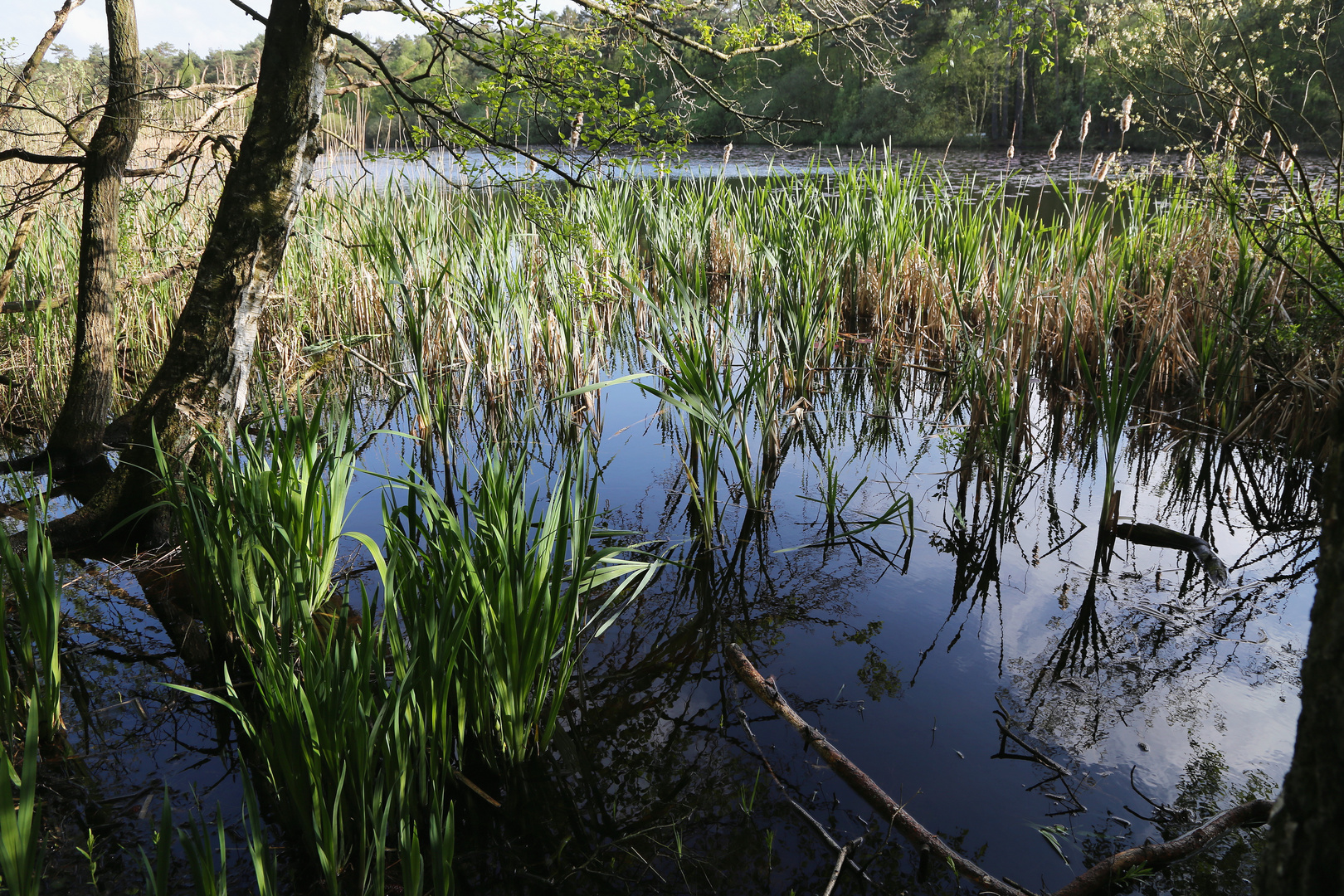 am ufer vom finkenmoorweiher