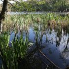 am ufer vom finkenmoorweiher