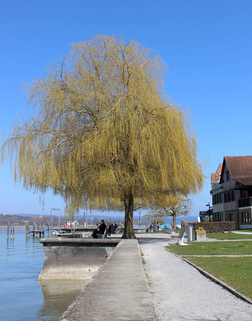 Am Ufer von Berlingen ...