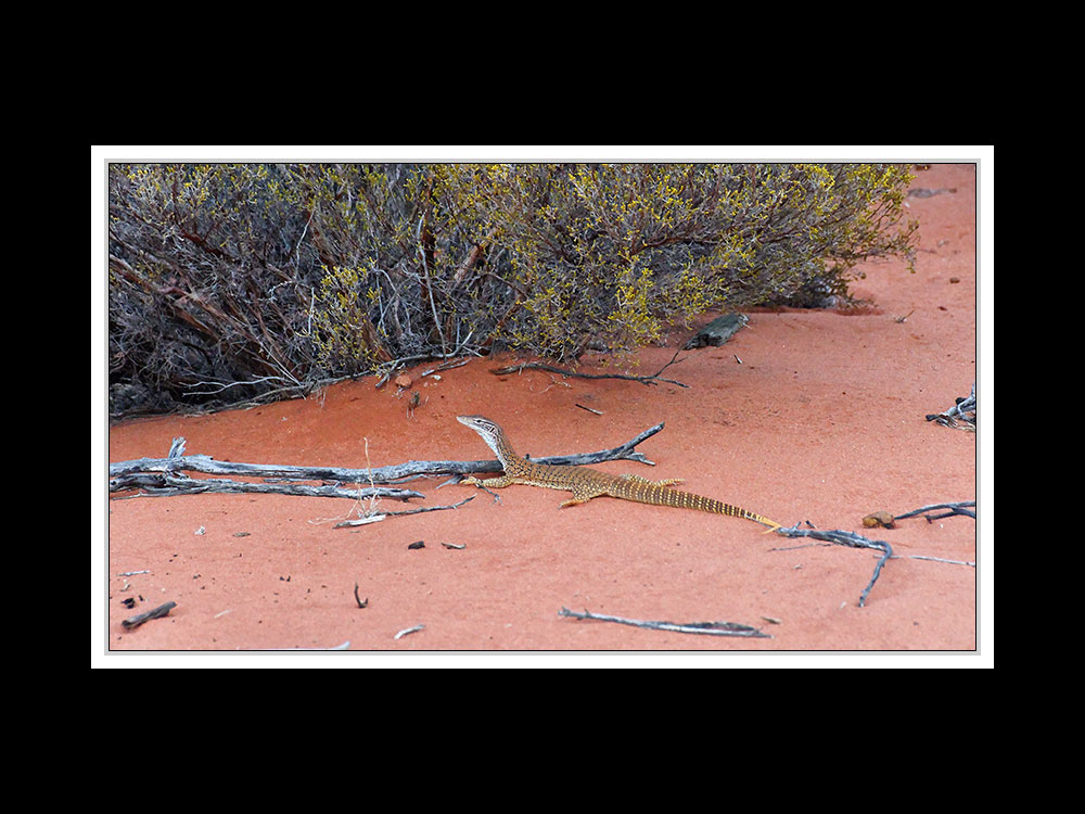 Am Uluru 01