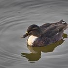 Am und im Alzeyer Weiher