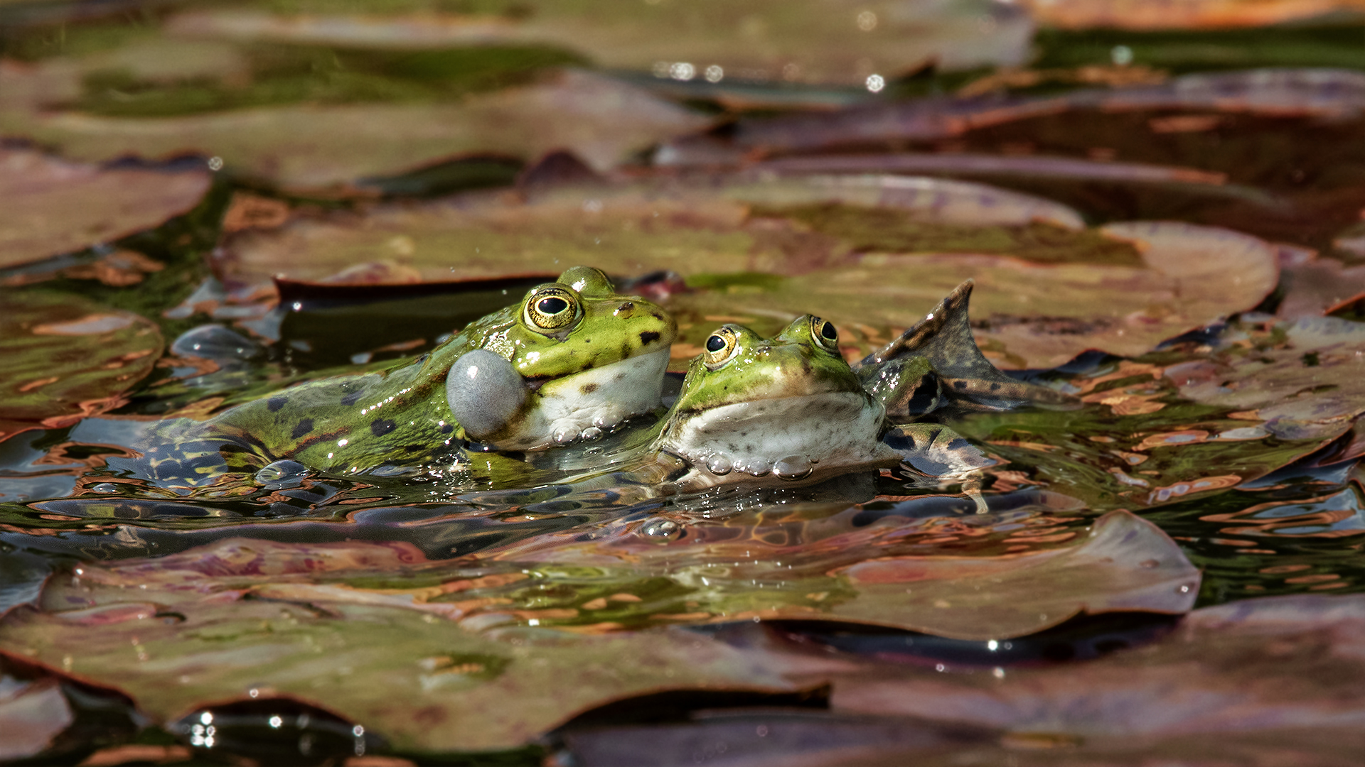 Am und im Teich