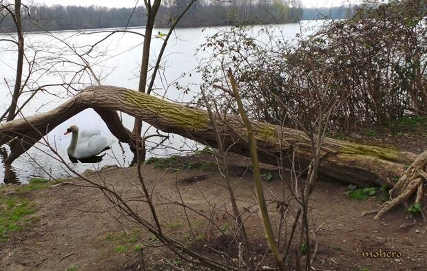 Am Unterbacher See  für den Durchblicktag, heute..