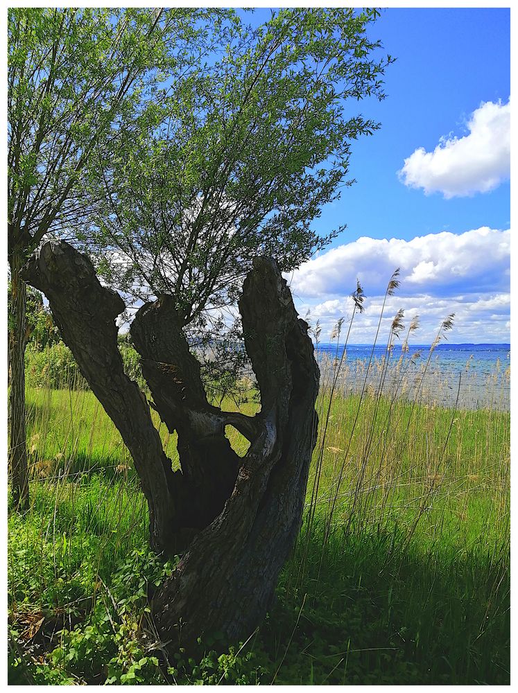 Am Untersee