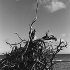 Am vergessenen Strand II