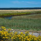 Am Vitter Bodden