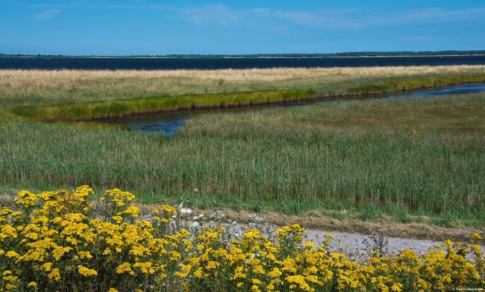 Am Vitter Bodden