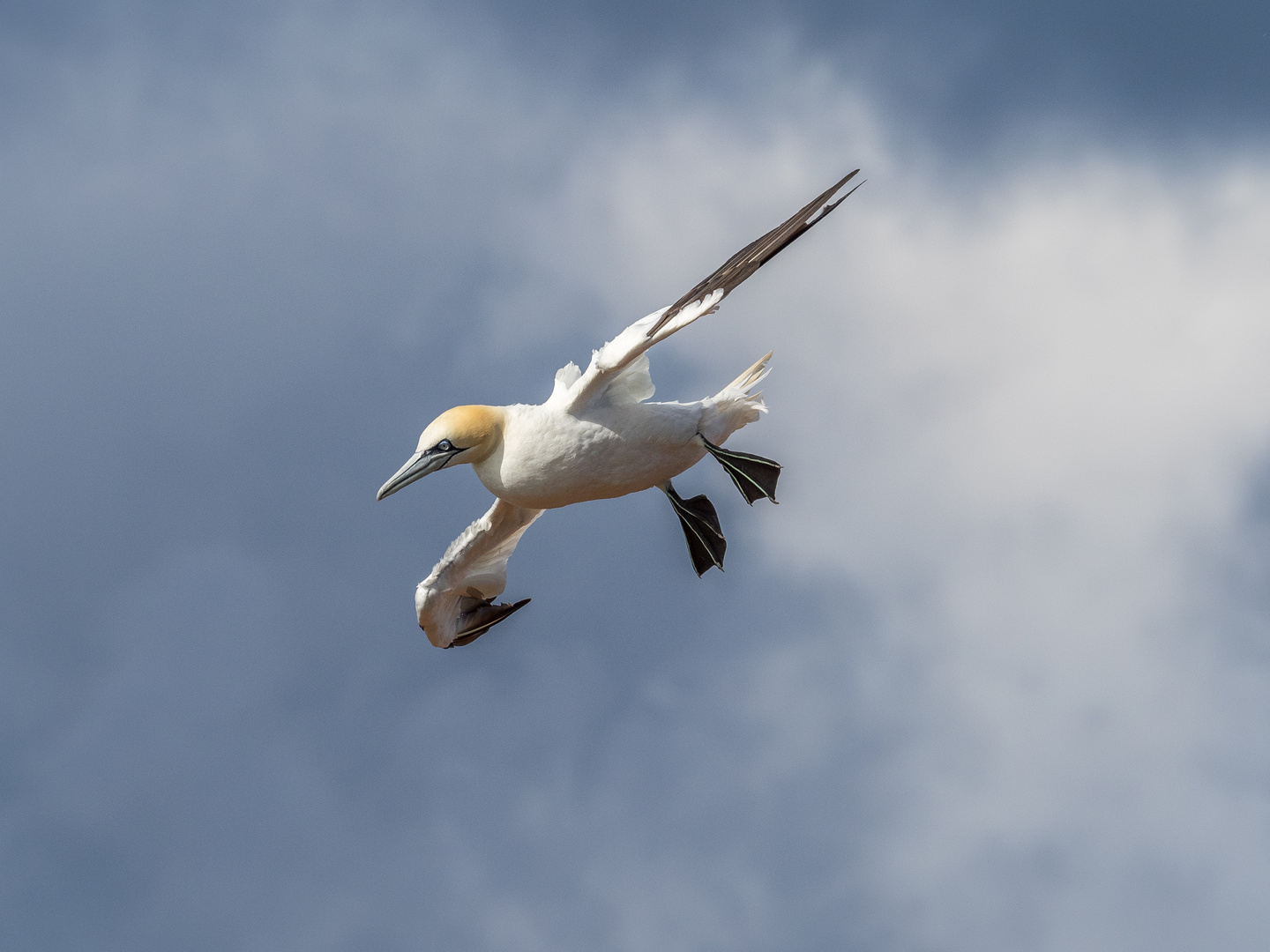 am Vogelfelsen...