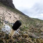 Am Vogelfelsen in den Westfjorden....