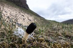 Am Vogelfelsen in den Westfjorden....