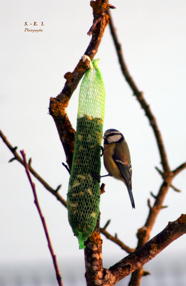 "Am Vogelfutter 1"