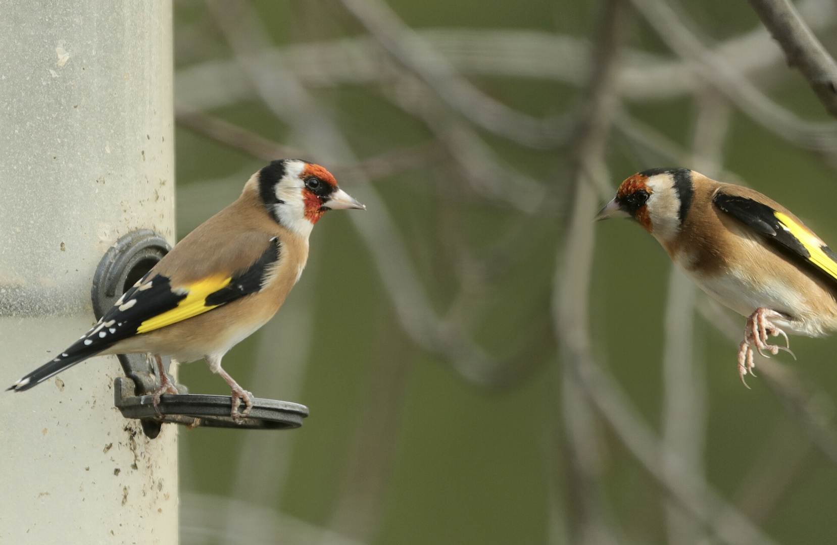 Am Vogelfutter-Platz…