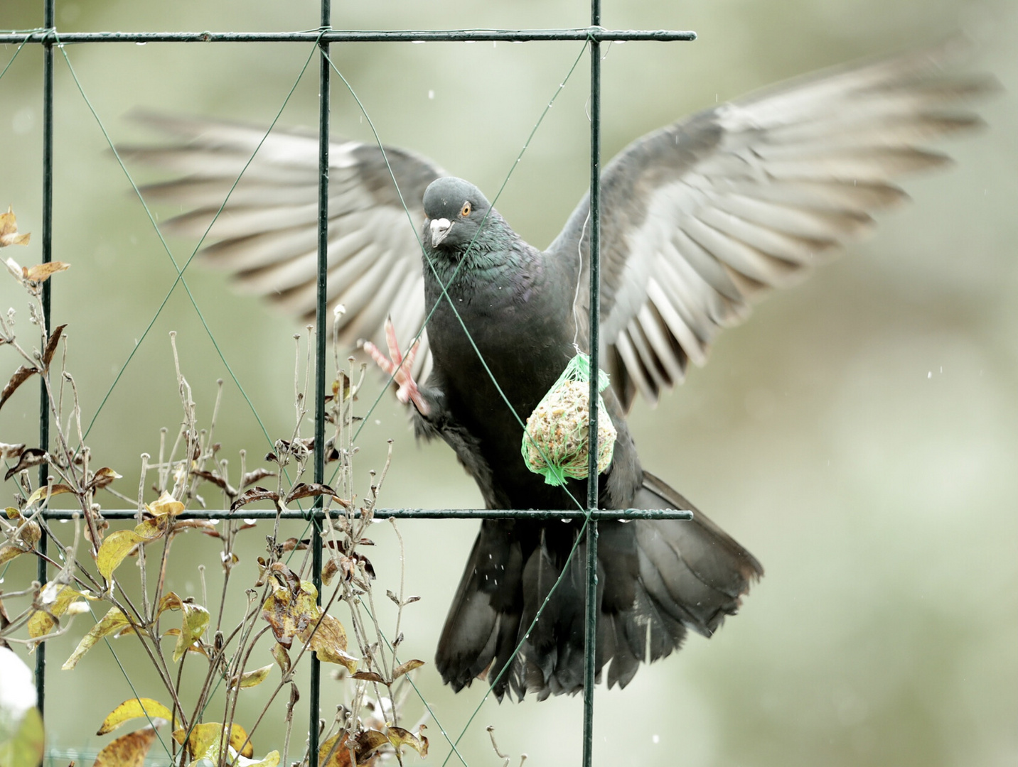 Am Vogelfutter-Platz…