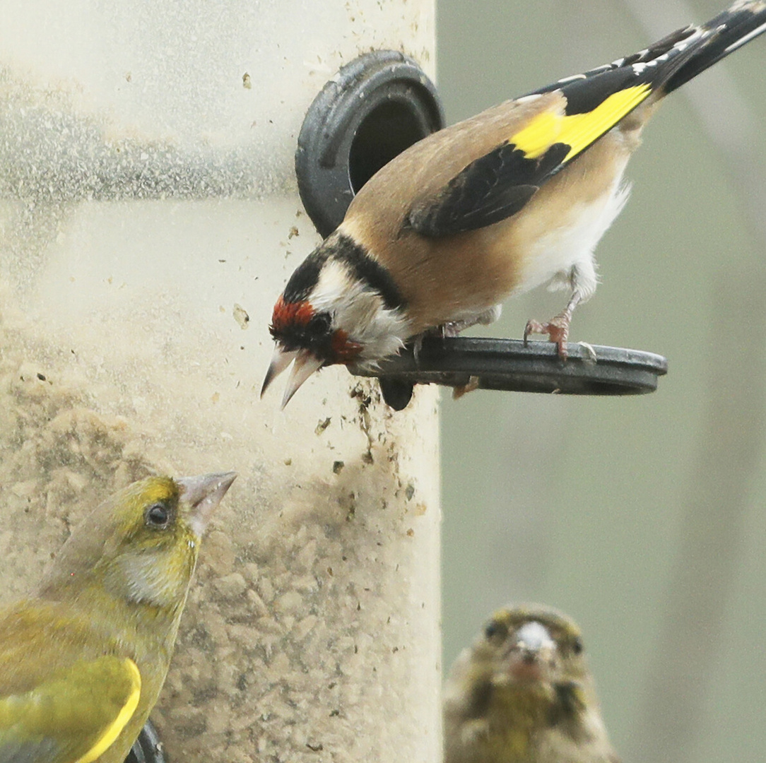 Am Vogelfutter-Platz…