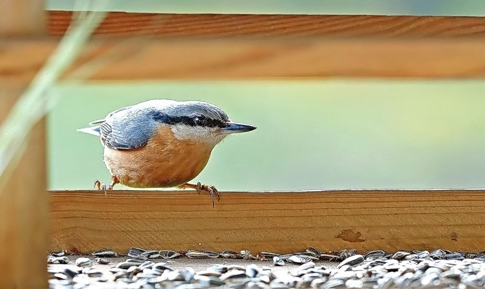 Am Vogelhaus c