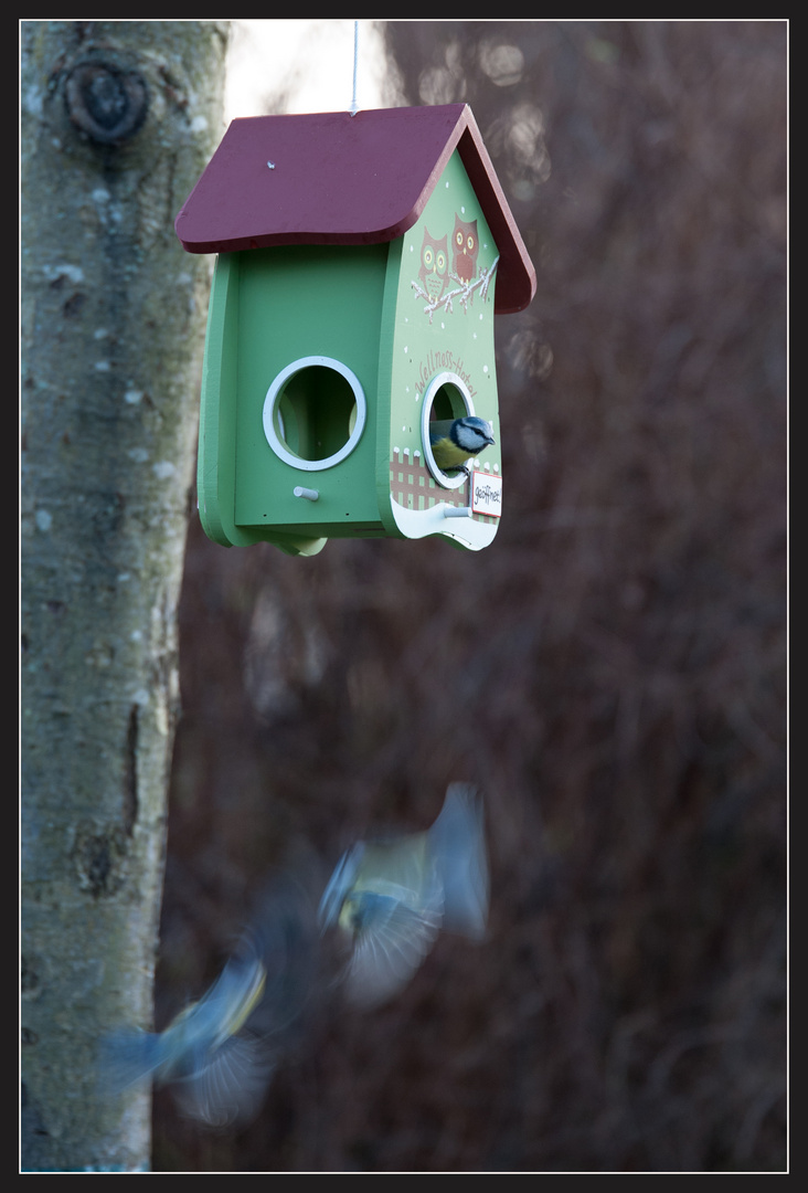 Am Vogelhaus