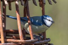 Am Vogelhaus I