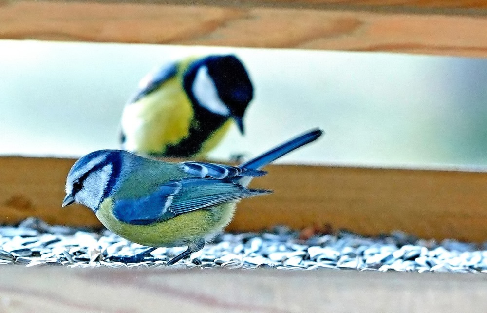 Am Vogelhaus V