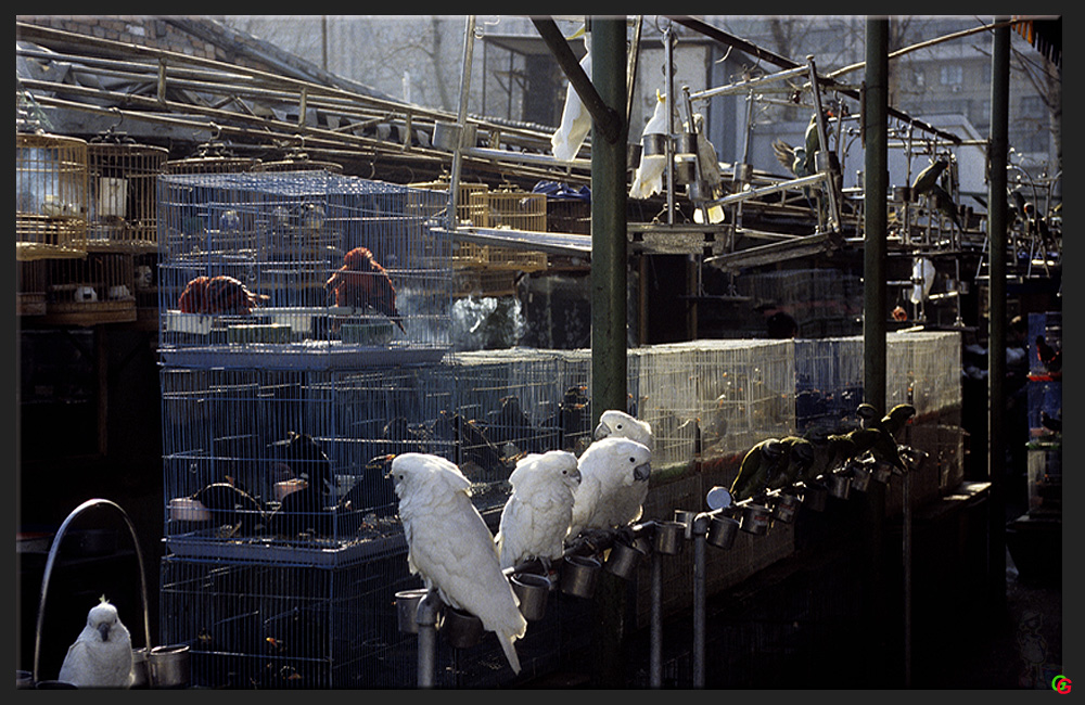 am Vogelmarkt