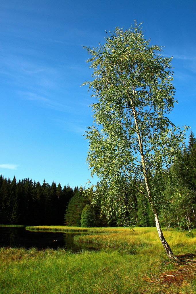 Am Vogtlandsee