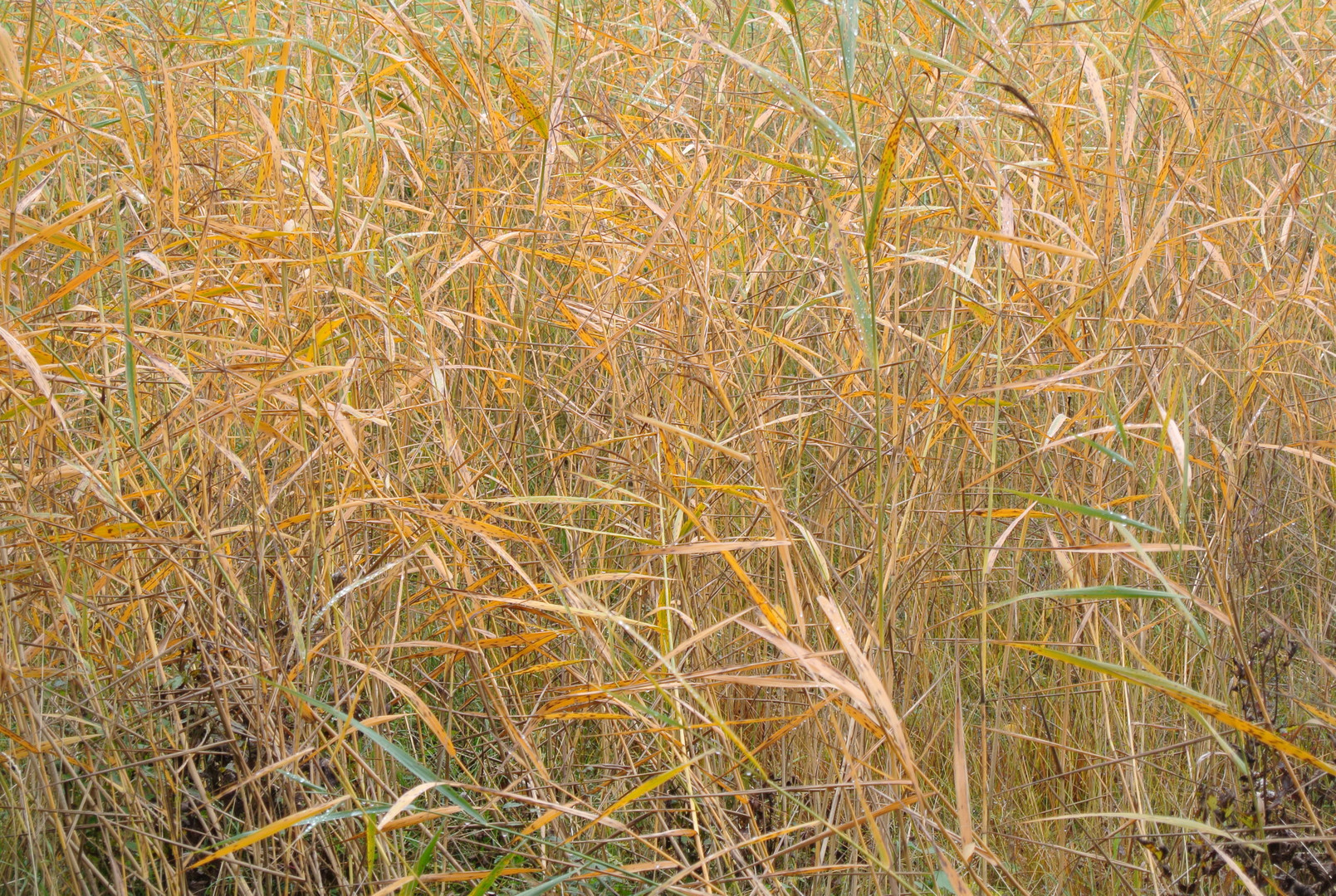 am Vorbeigehn die tollen Herbstfarben entdeckt (leider erst wieder nächstes Jahr)