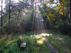 Am Vormittag im Wald