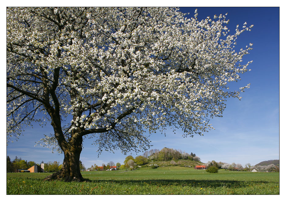 am Wachtküppel