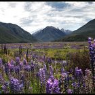 am Waimakariri- Fluss