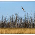 Am Wald der Adler