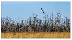 Am Wald der Adler