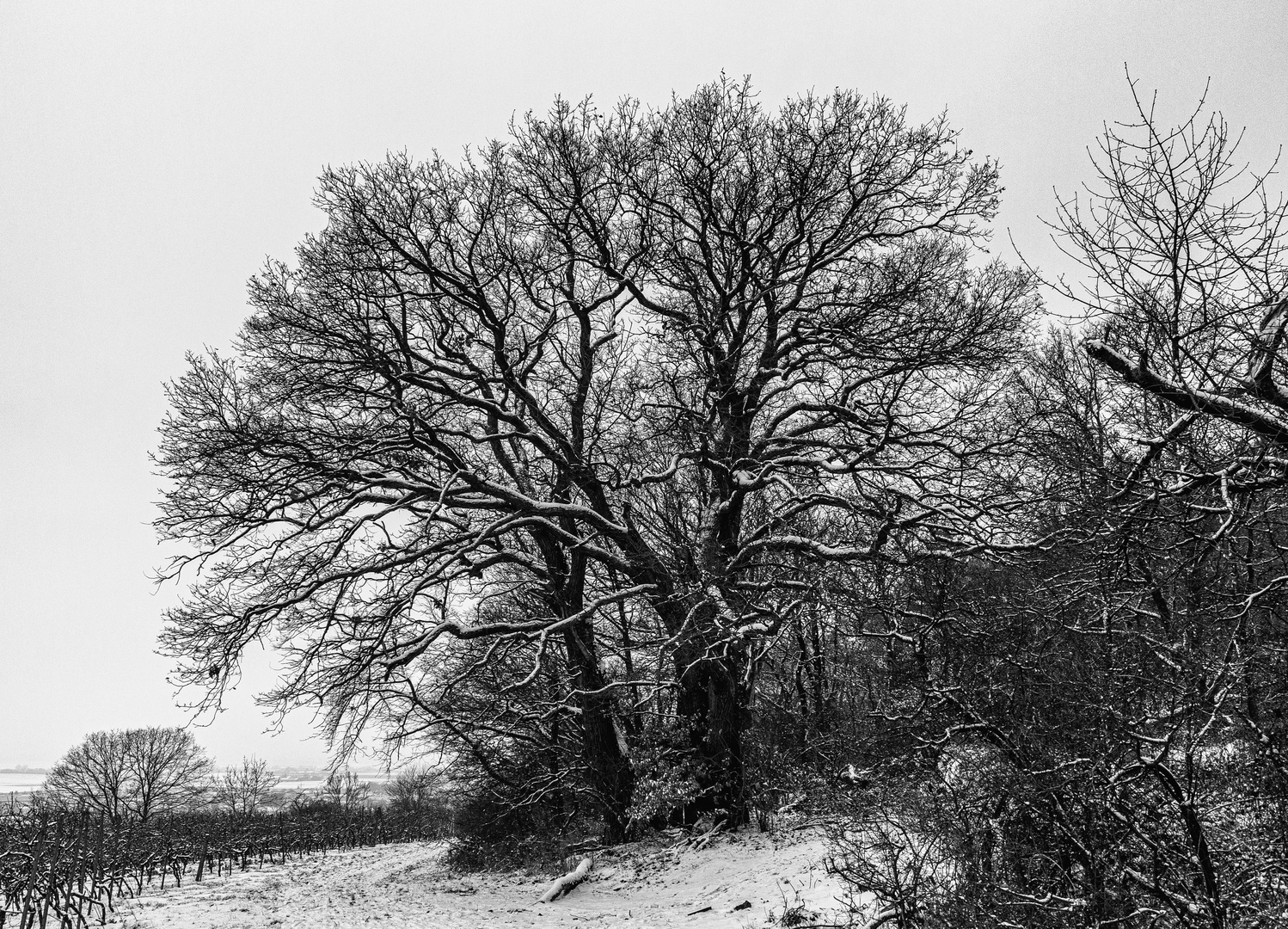 Am Wald entlang