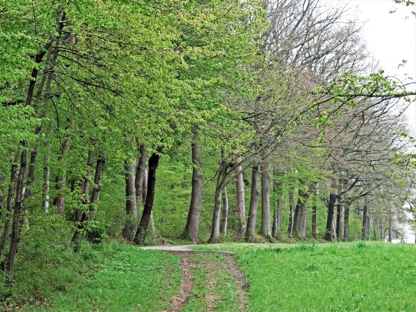 am Wald entlang