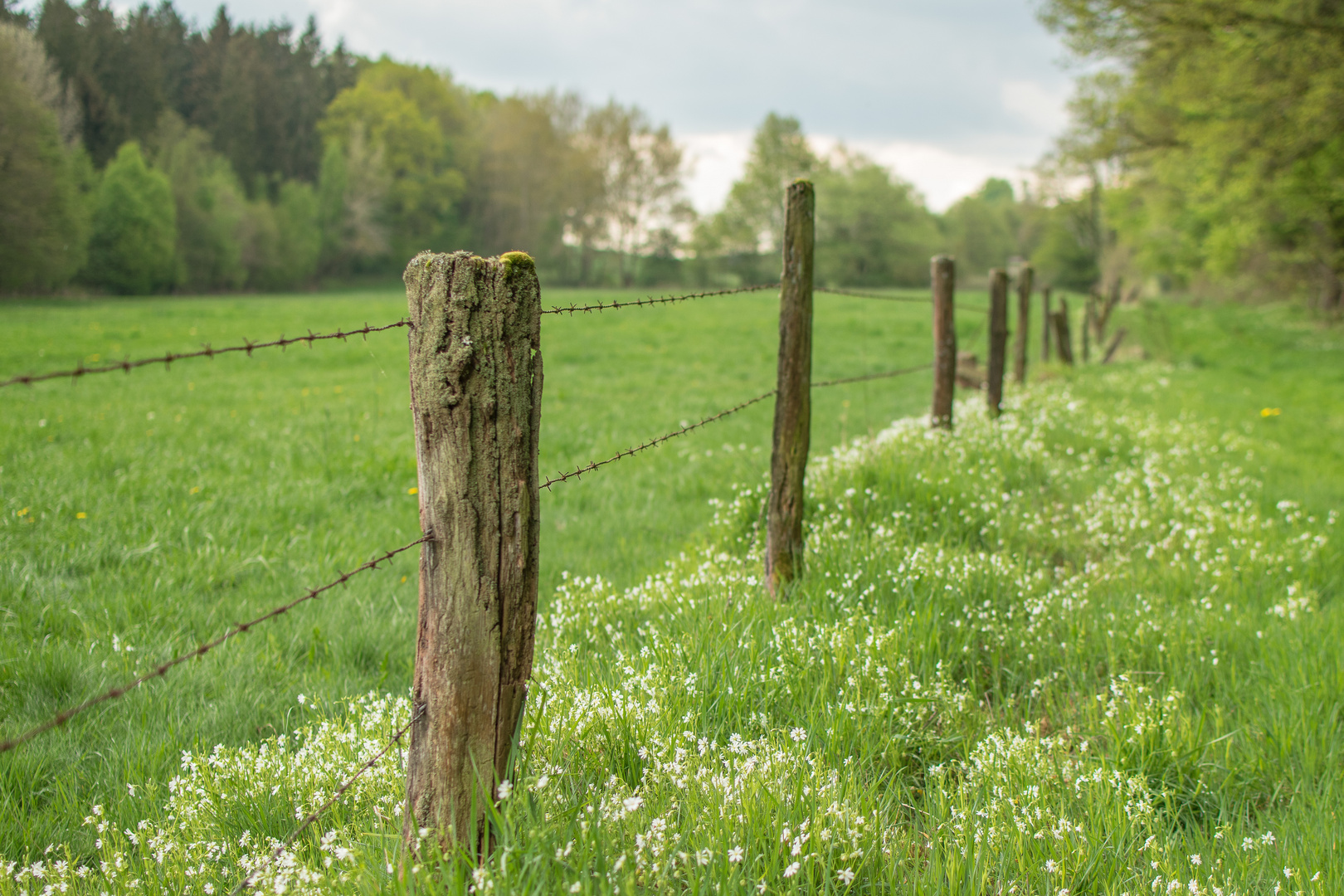 Am Wald und an der Weide