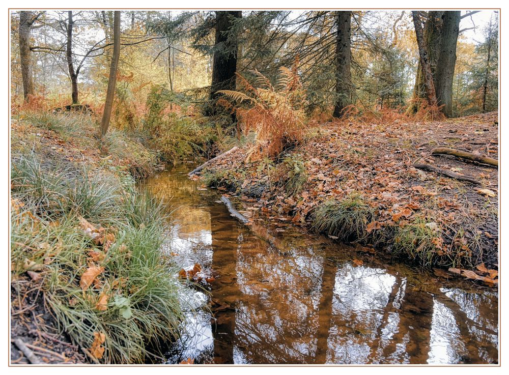 Am Waldbach Foto & Bild landschaft, jahreszeiten, herbst Bilder auf