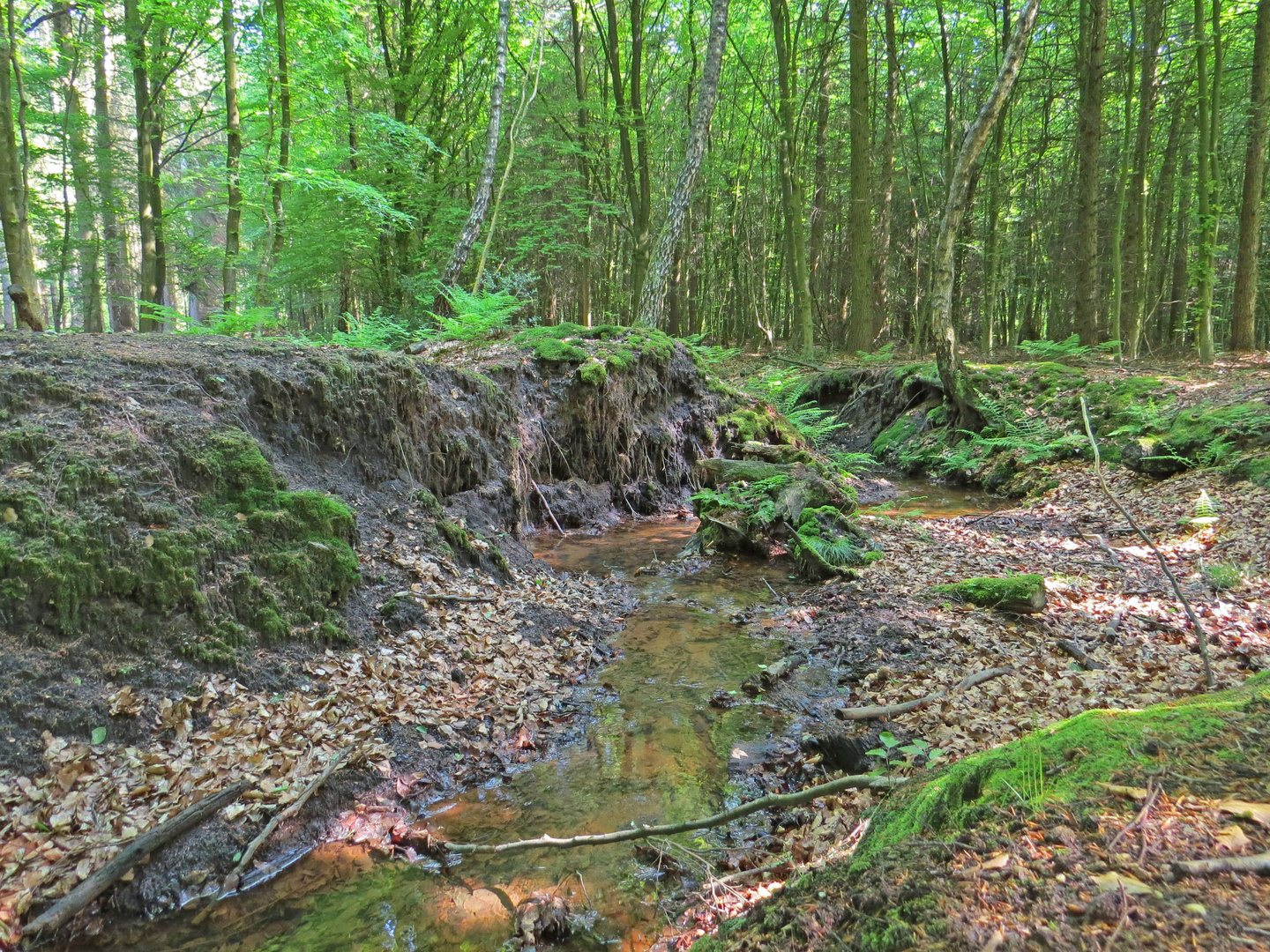 Am Waldbach.