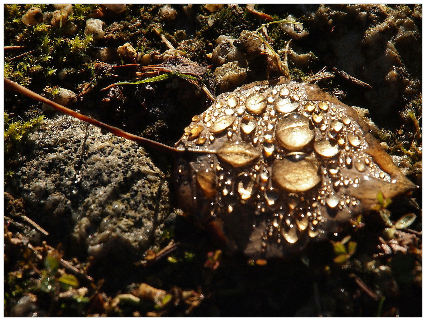 Am Waldboden