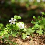 Am Waldboden