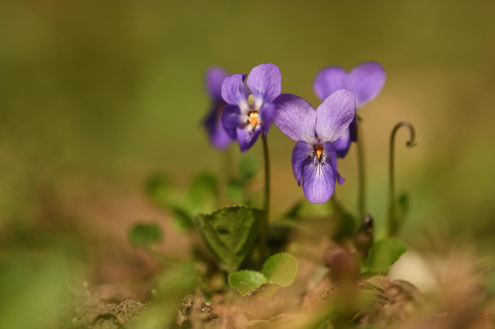 Am Waldboden