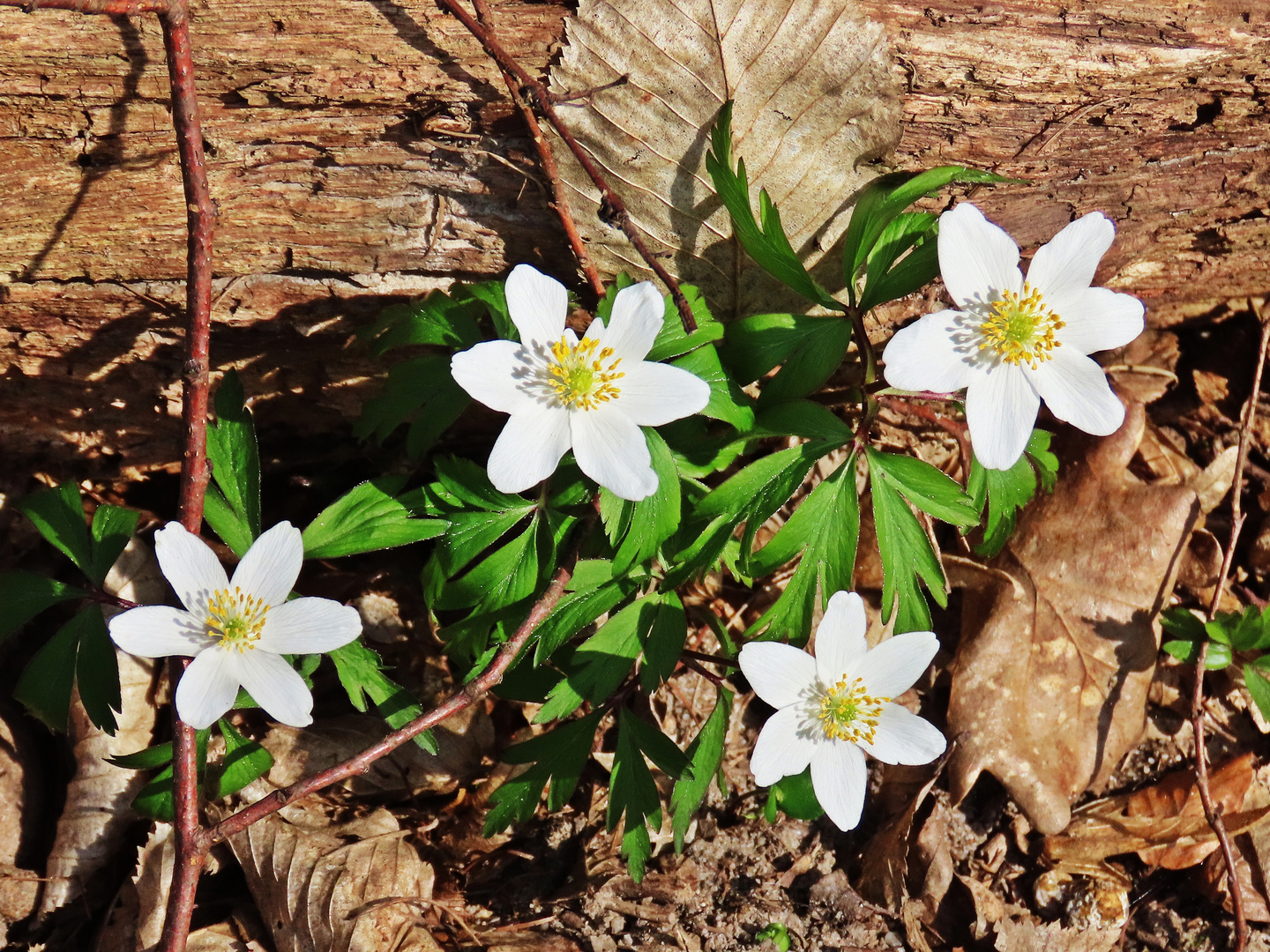 Am Waldboden...